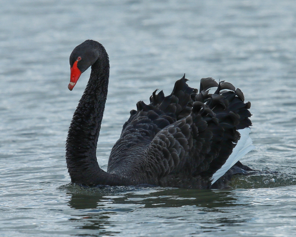 black swan swimming in water